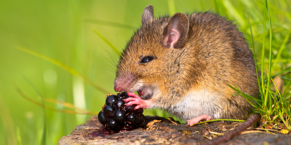 Rats eating fruit