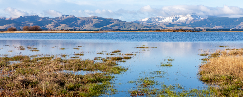 Wetland in New Zealand