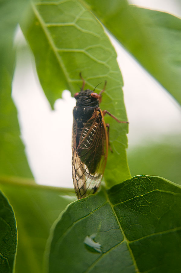 Shot of Cicada
