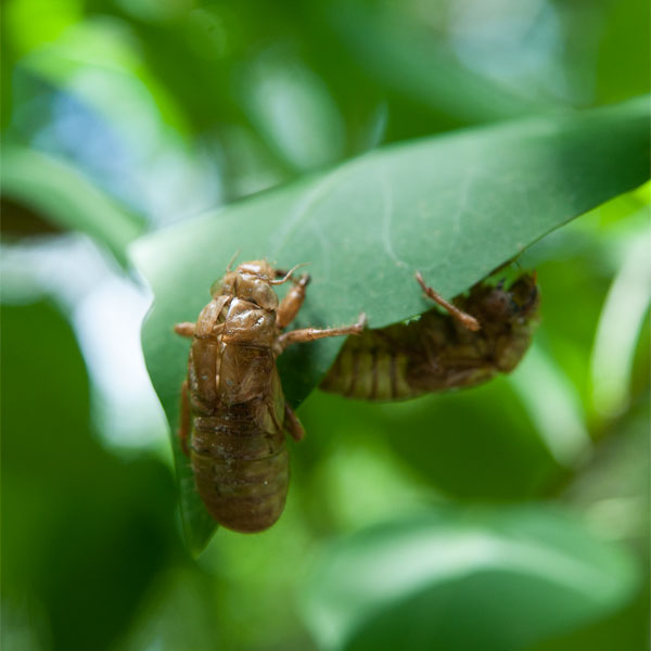 Two cicadas