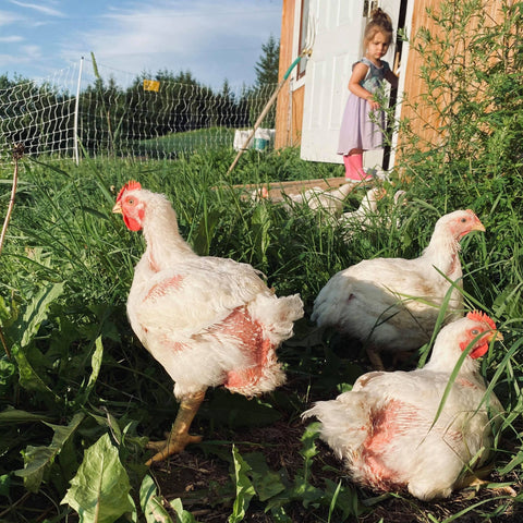 poulet+bio+local