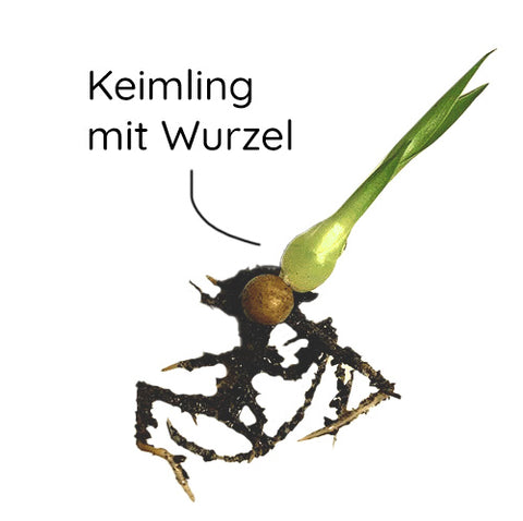 Drachenbaum Keimling mit Samen und Wurzel