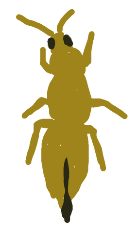 Melonenthrips Illustration