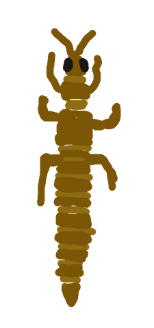 Kalifornischer Blütenthrips Illustration