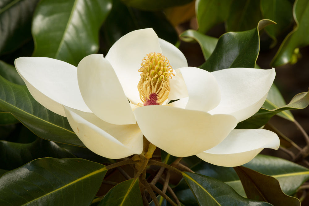 Magnolia Grandiflora 
