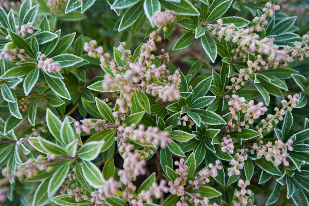 Pieris Japonica Little Heath 3 Litre Pot Screen It Green