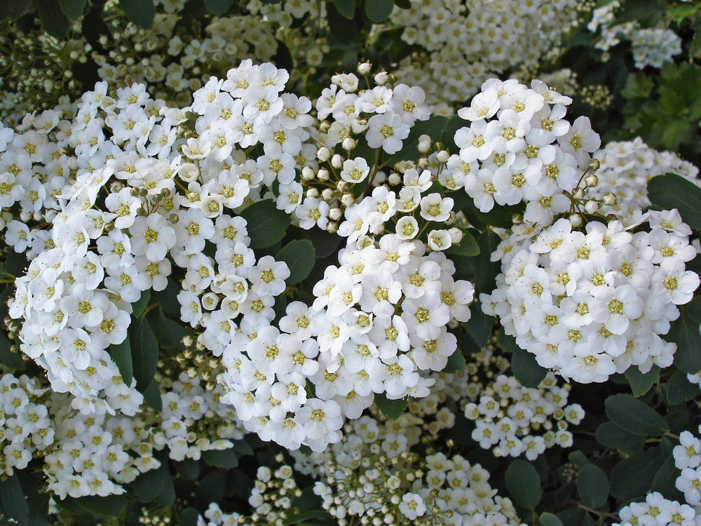 Spiraea Arguta Bridal Wreath 5 Litre Pot Screen It Green