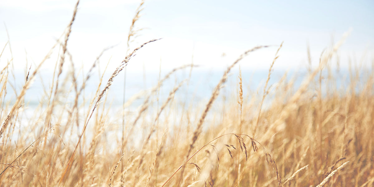 Closeup photo of brown grass