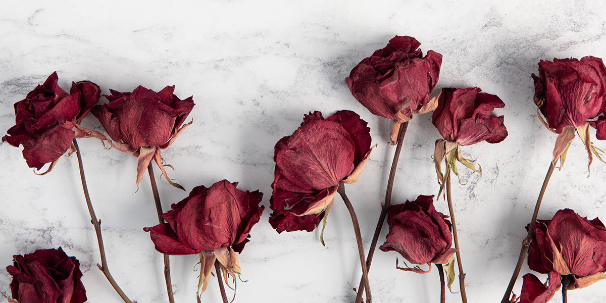 Preserved Rose Flowers