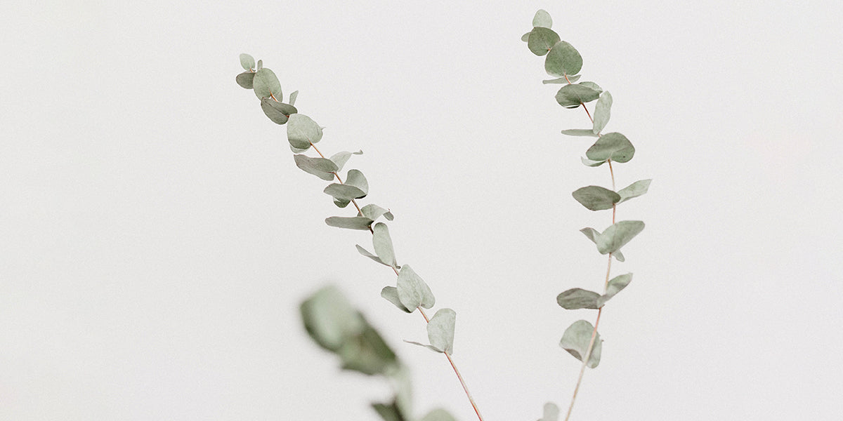 Gifting Dried Flowers 