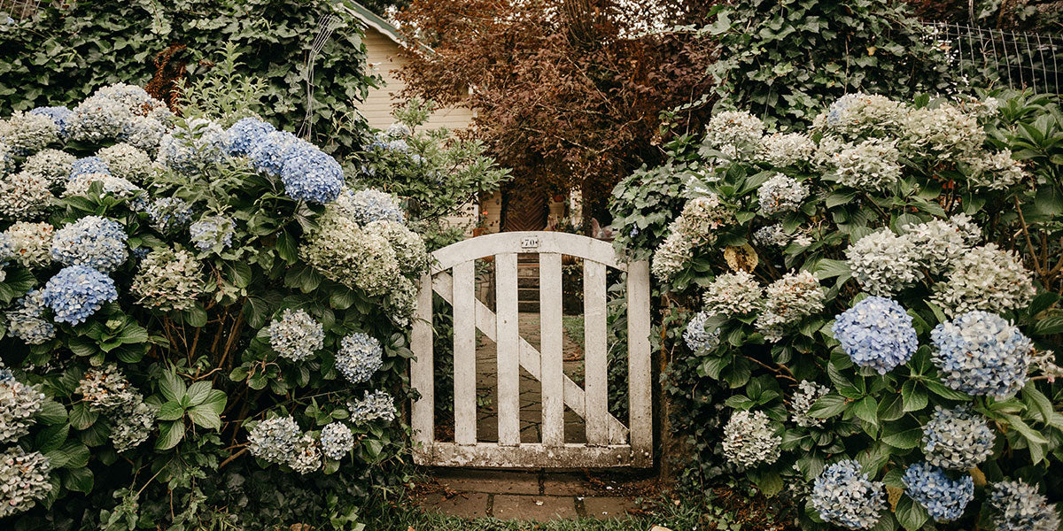 Gate surrounded by White and Brown Hydrangeas