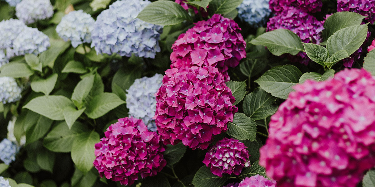 Full bloomed pink and blue hydrangeas