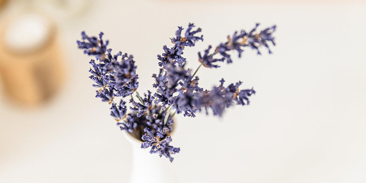Dried Lavender in A Vase
