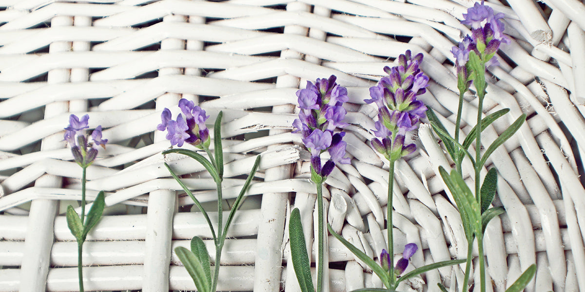 Dry Lavender Flowers Image & Photo (Free Trial)