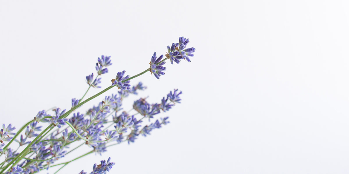 Lavender Flower in A Glass