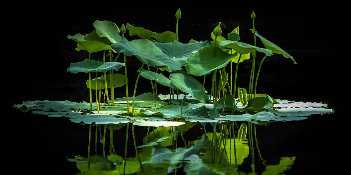 Lotus Plants in Water