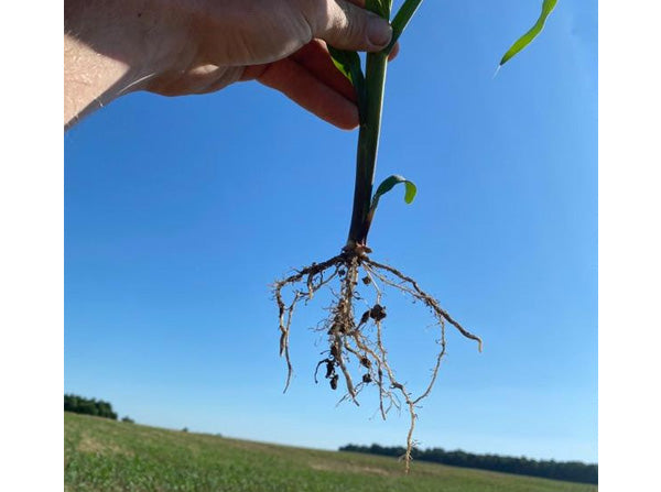 corn roots