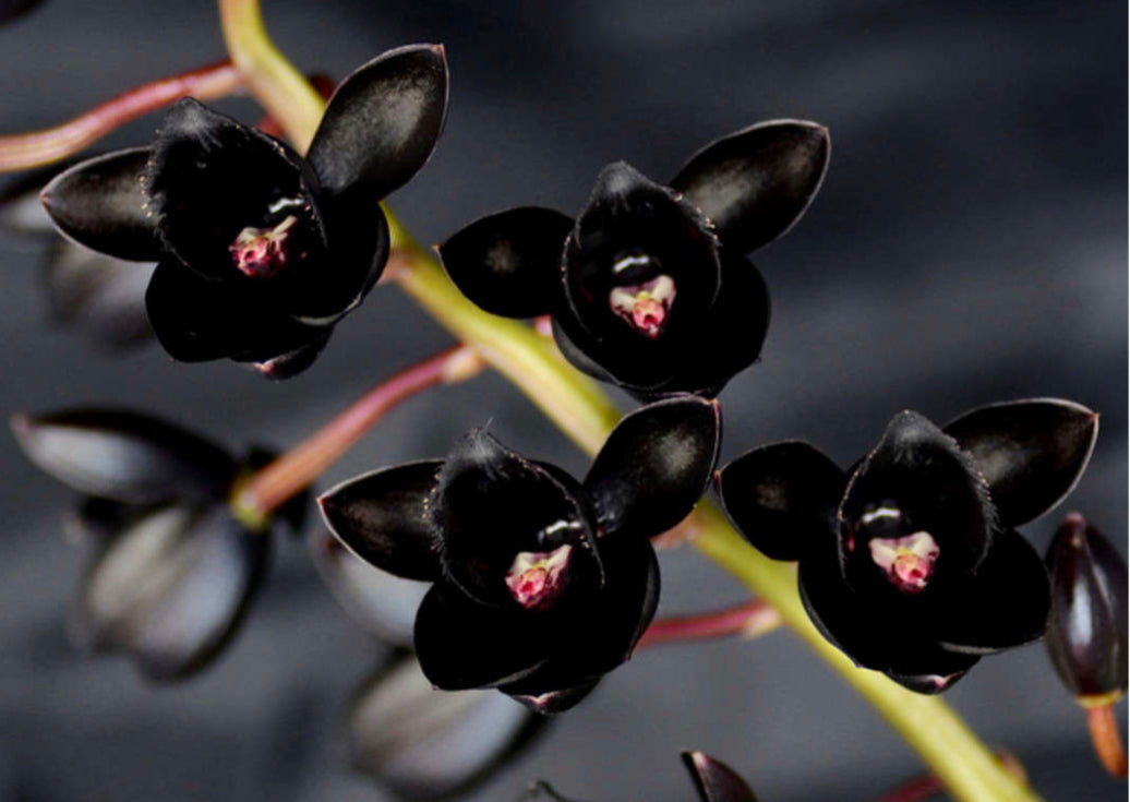 Orquídea Negra (Fragant Plant) – Bleu Tournesol