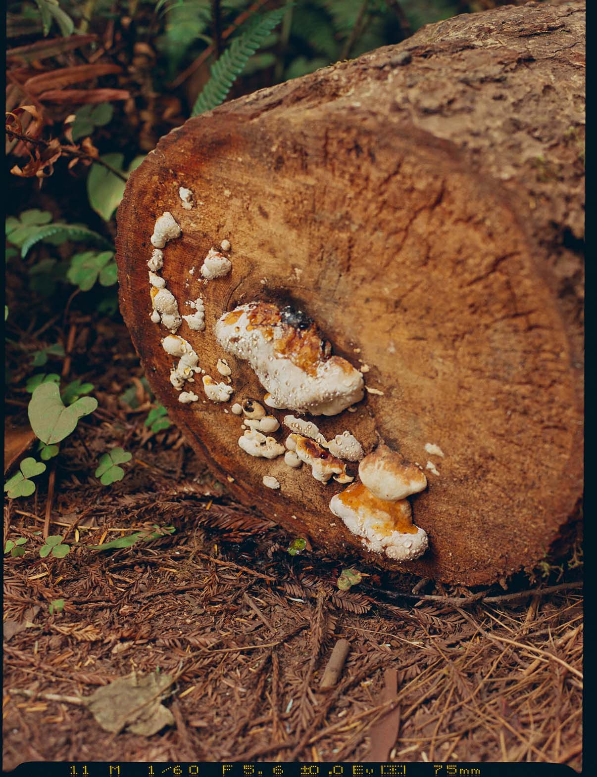 Fungus covered in sap growing on the side of a fallen redwood tree