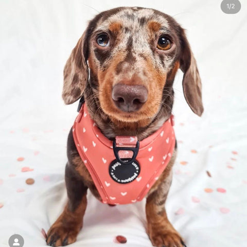 orange hearts dog harness