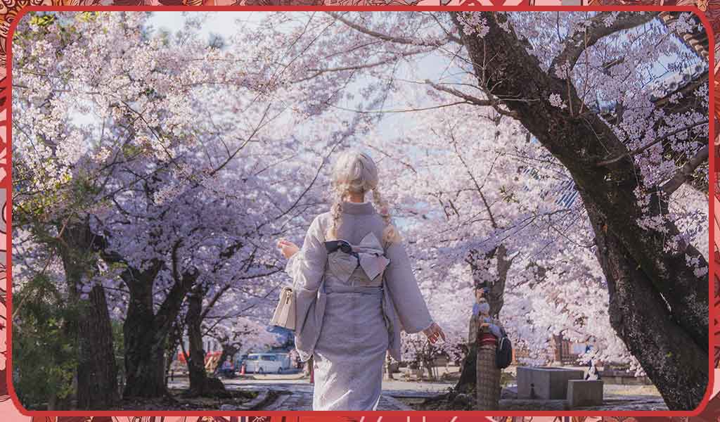 A woman dressed in a spring kimono of claret color. She is walking in a park with Japanese cherry trees and white sakura flowers and 