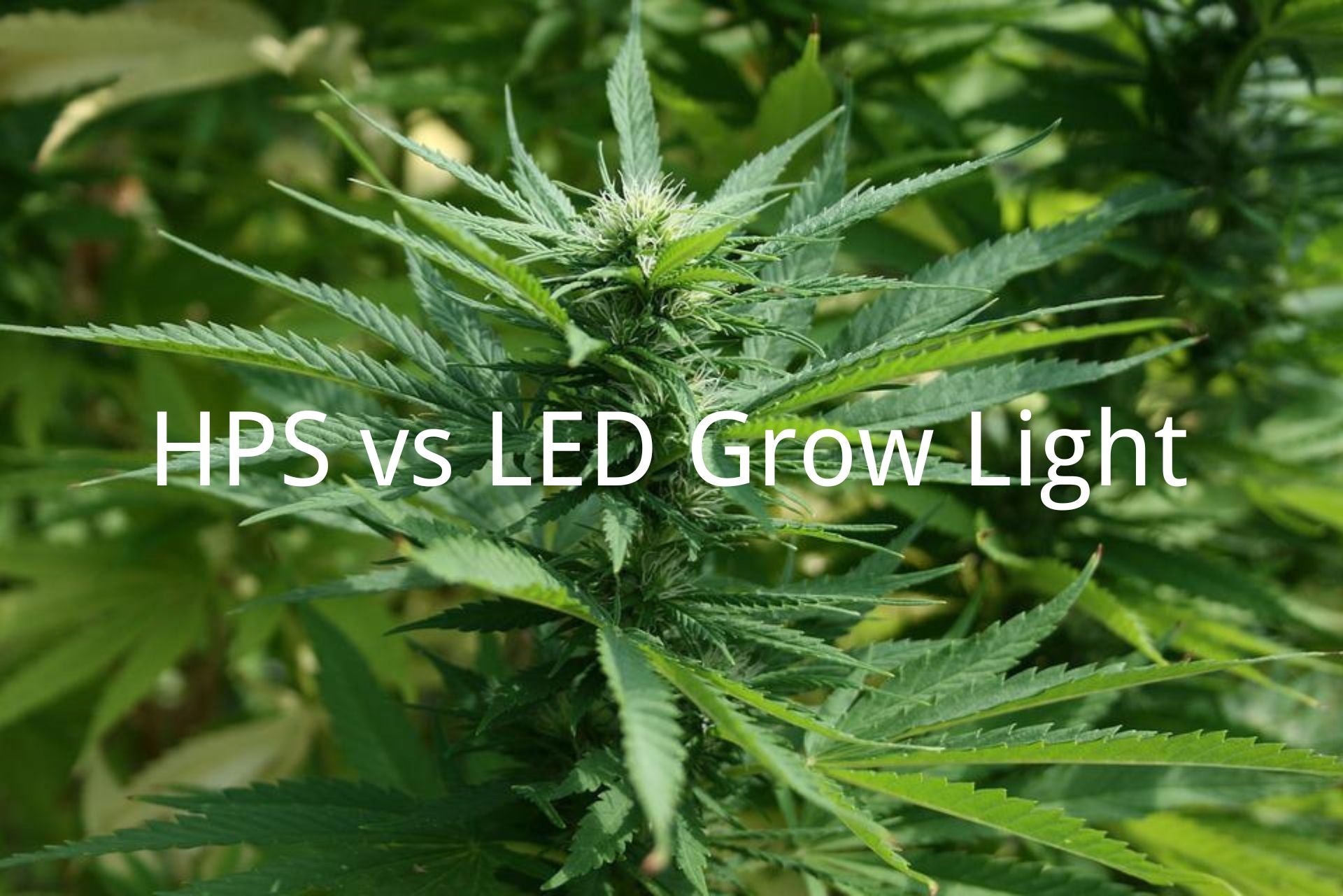 Thrust Problemer Diskriminere Tips for you How to Choose LED Grow Light | Medicgrow
