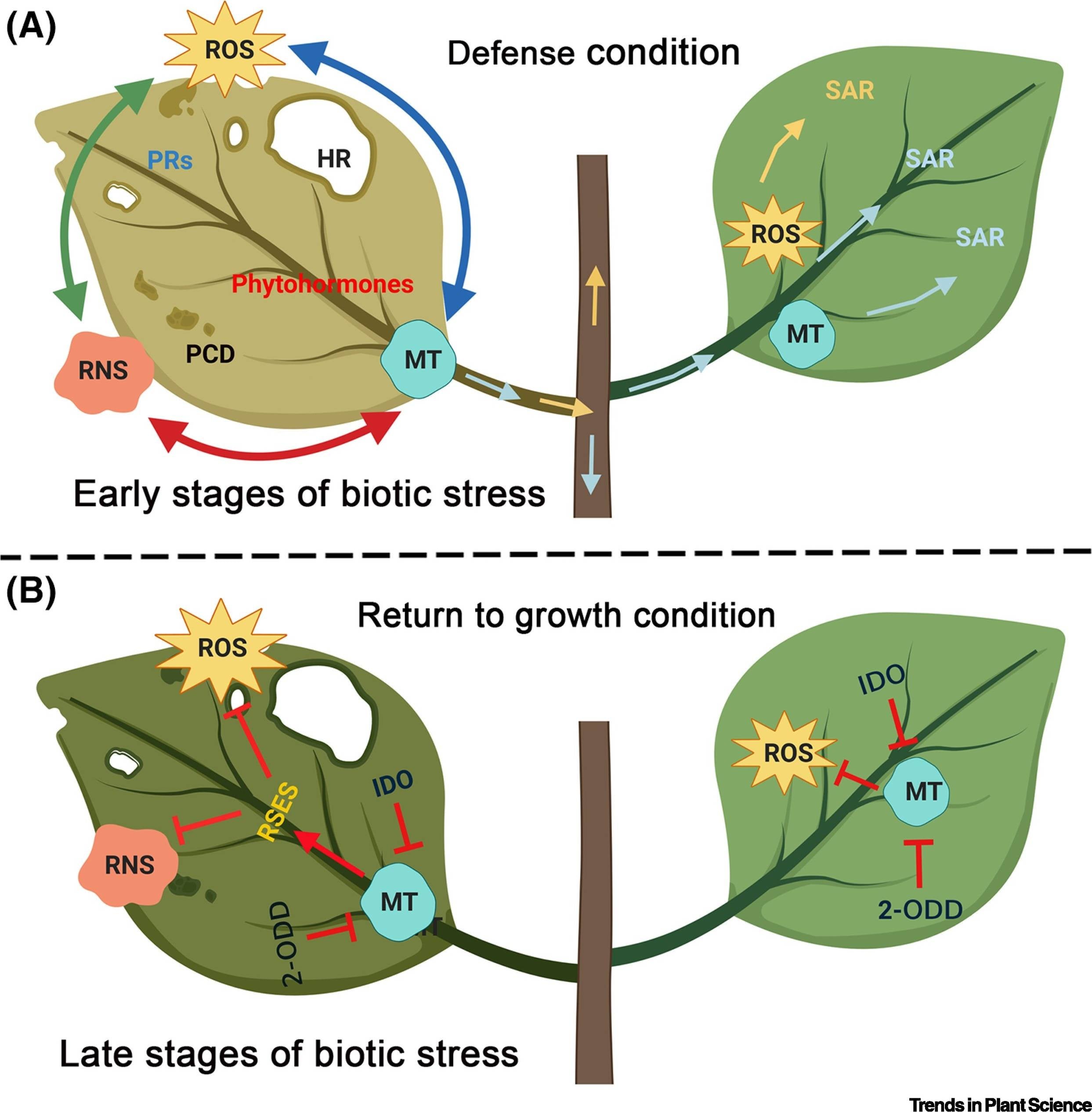 biotic plant stress defense