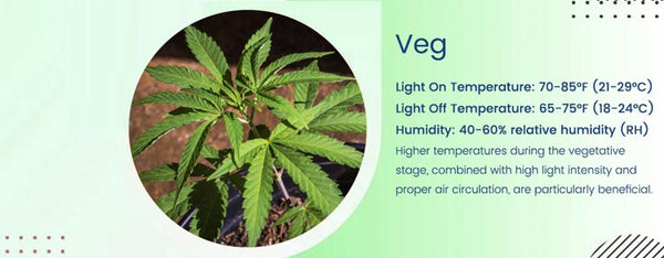 cannabis veg temperature and humidity