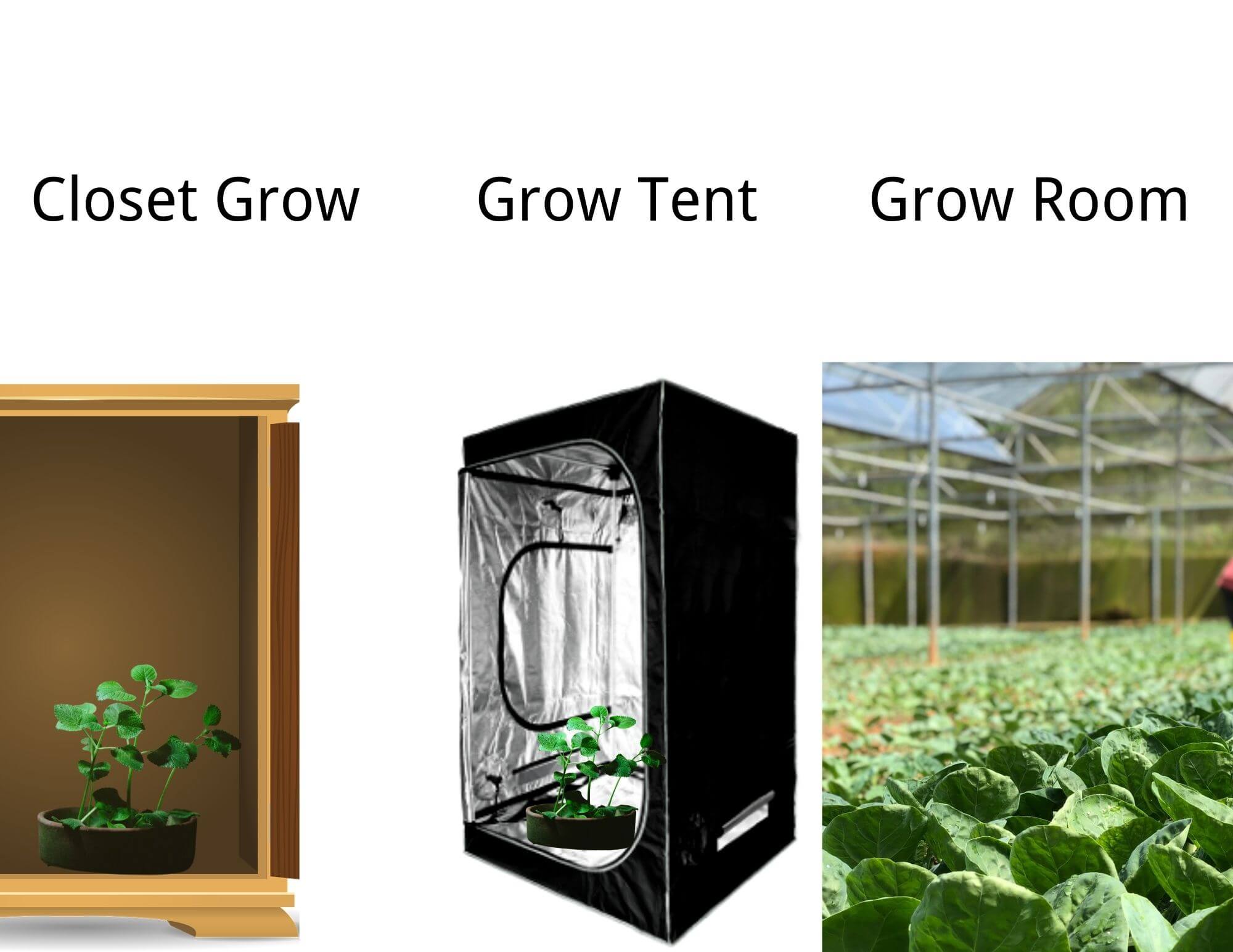 closet grow vs grow tent