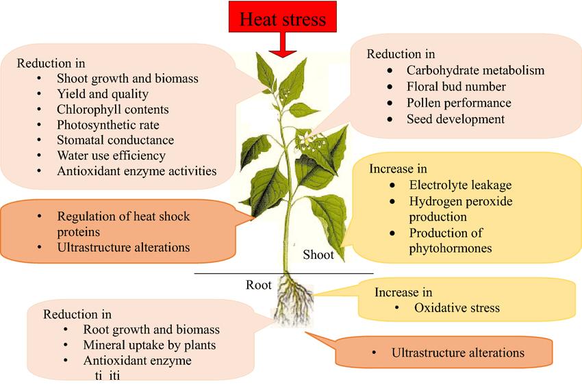 heat stress