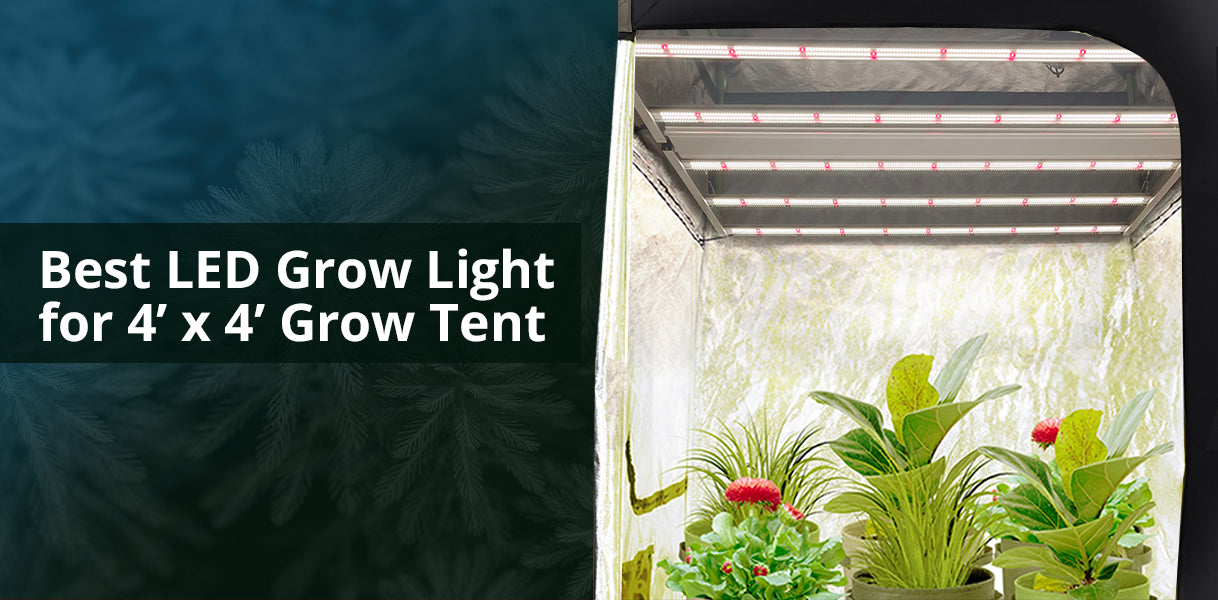 fold 6 led grow light for grow tent 4×4 Space