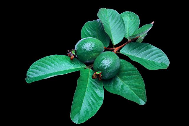 guava mother plant