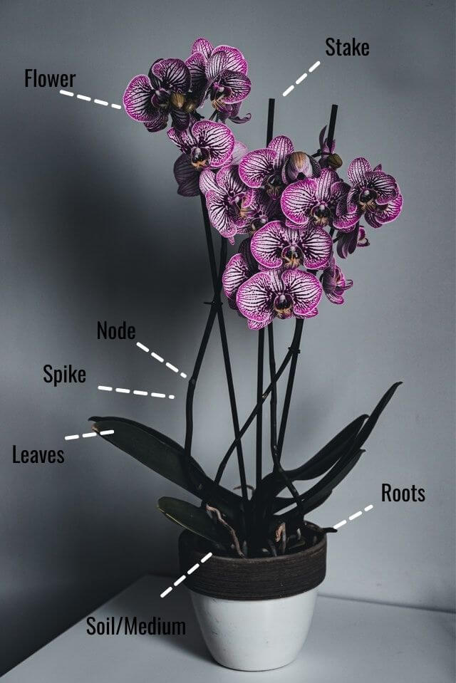 indoor growing orchids