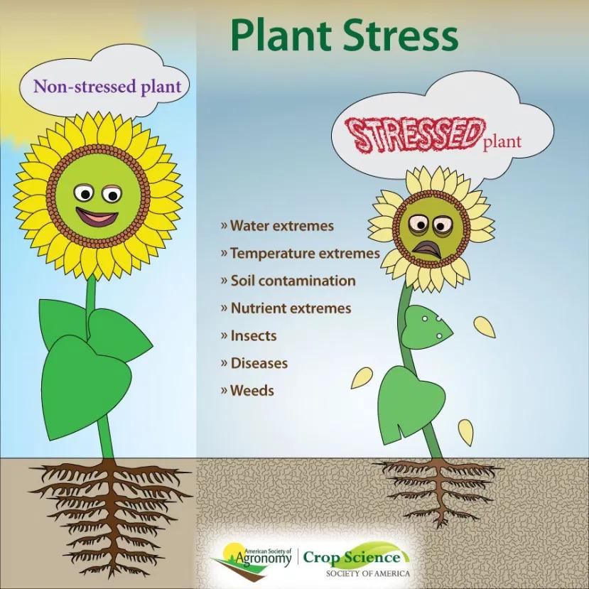 plant stress