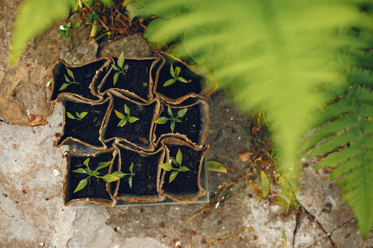 weed seedling