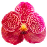 Orchid