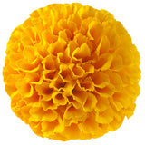 Yellow Marigold