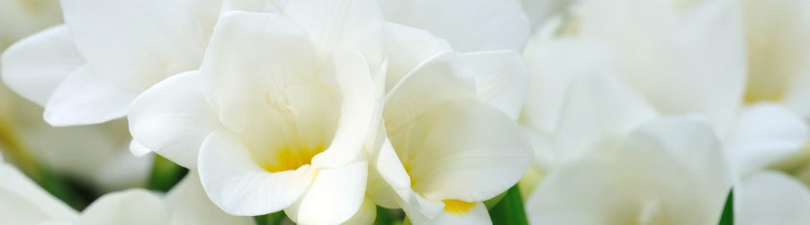 closeup of a large bunch of white freesia flowers