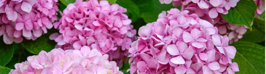 Five round pink-purple hydrangea blooms