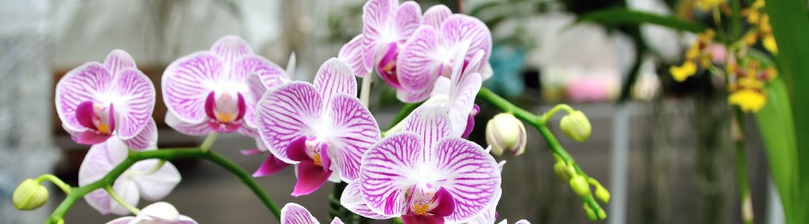 White orchids with purple lines on the leaves