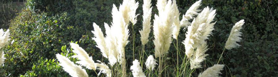 pampas grass