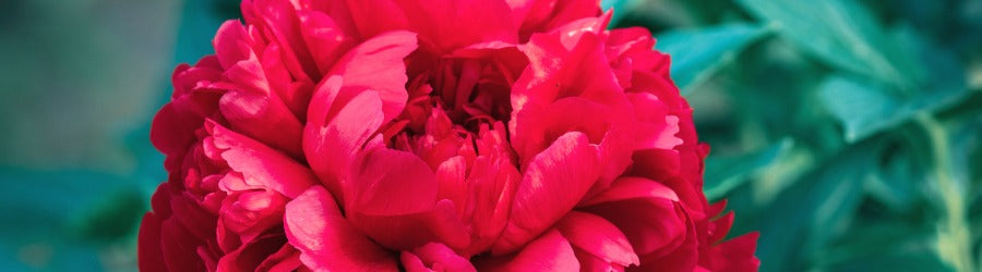 A pinkish red peony centered in the frame surrounded by green leaves