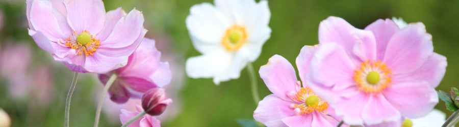 closeup pink and white anemone flowers surrounded by green grass