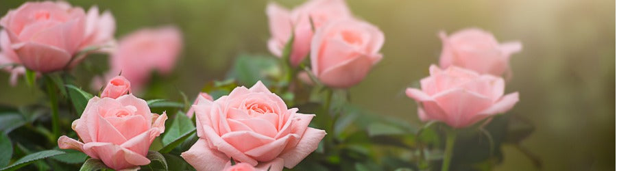 Light pink roses rise from a leafy bush