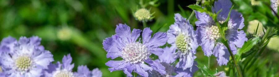 Purple scabiosa flowers with white-green centers along a grassy background