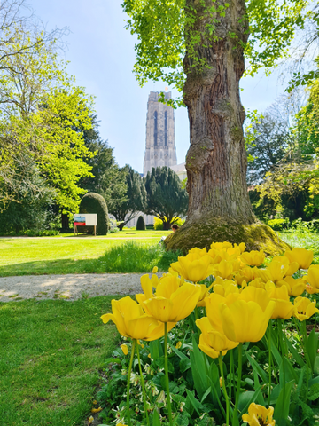 Beeld van de stiltetuin van het Aartsbisschoppelijk paleis in Mechelen waarop een grasperk met gele tulpen te zien is, bomen en groen, en de Sint-Rombouttoren op de achtergrond