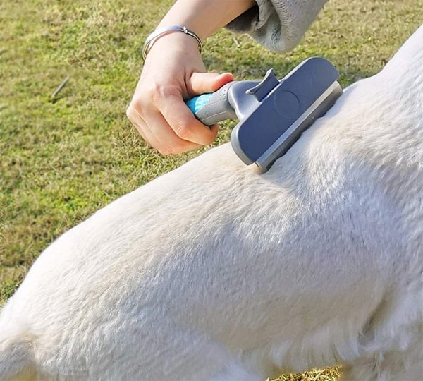 image de la brosse spéciale bouledogue Français