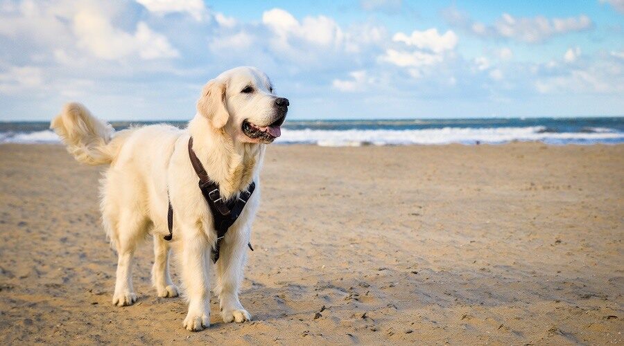 image d'un gros chien équipé d'un harnais anti-traction