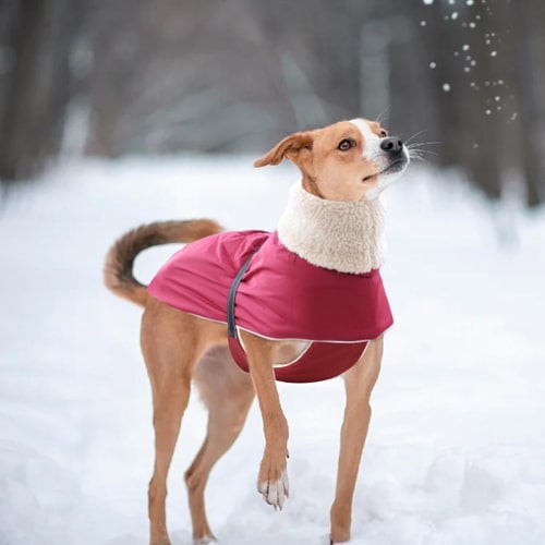 cape polaire sur un whippet