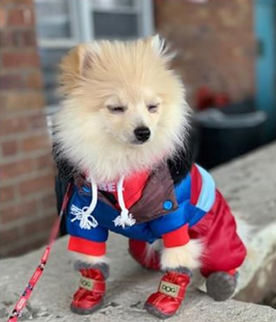 images des chaussures bleu pour chihuahua